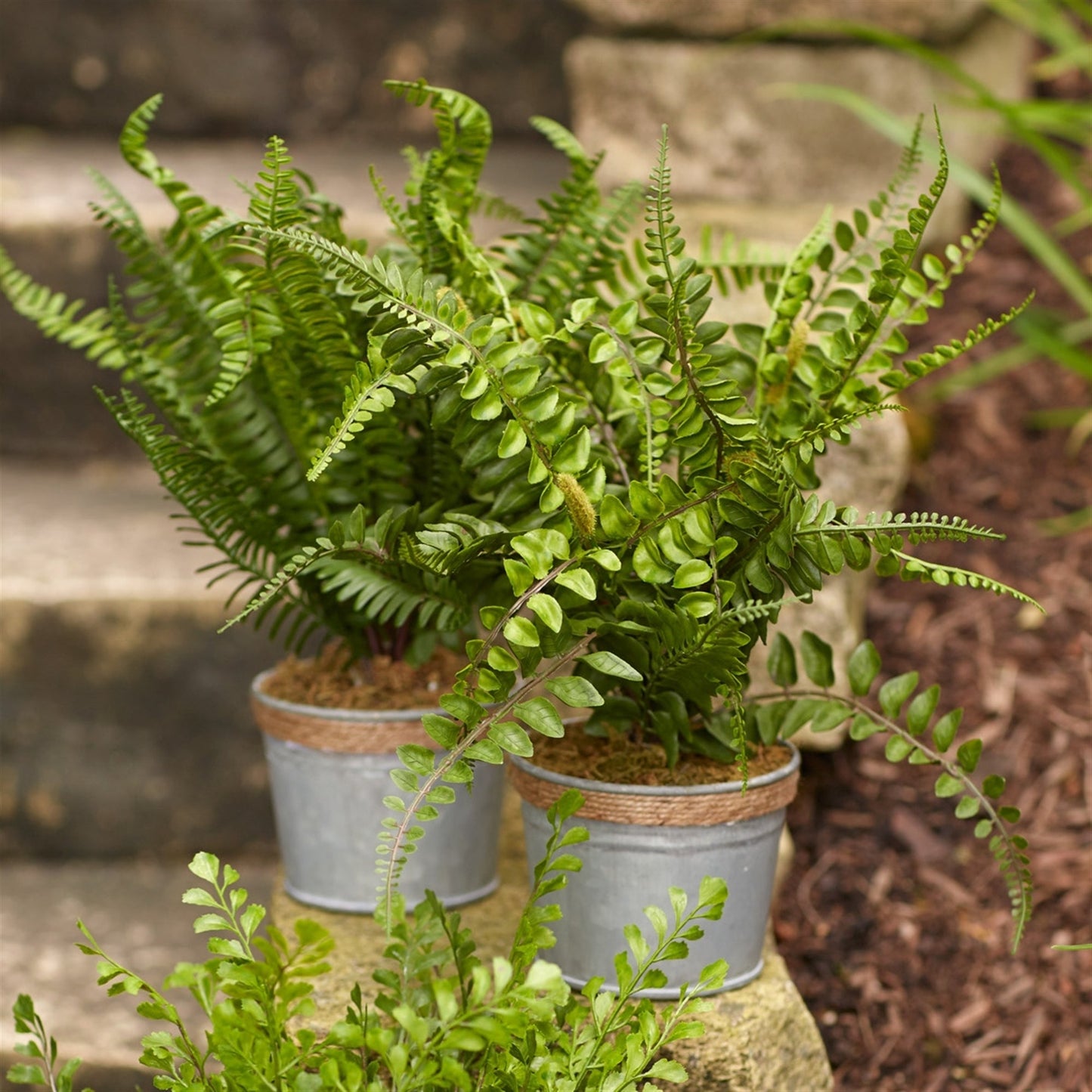 Realistic Potted Faux Ferns - Sets of 3 - High Street Cottage
