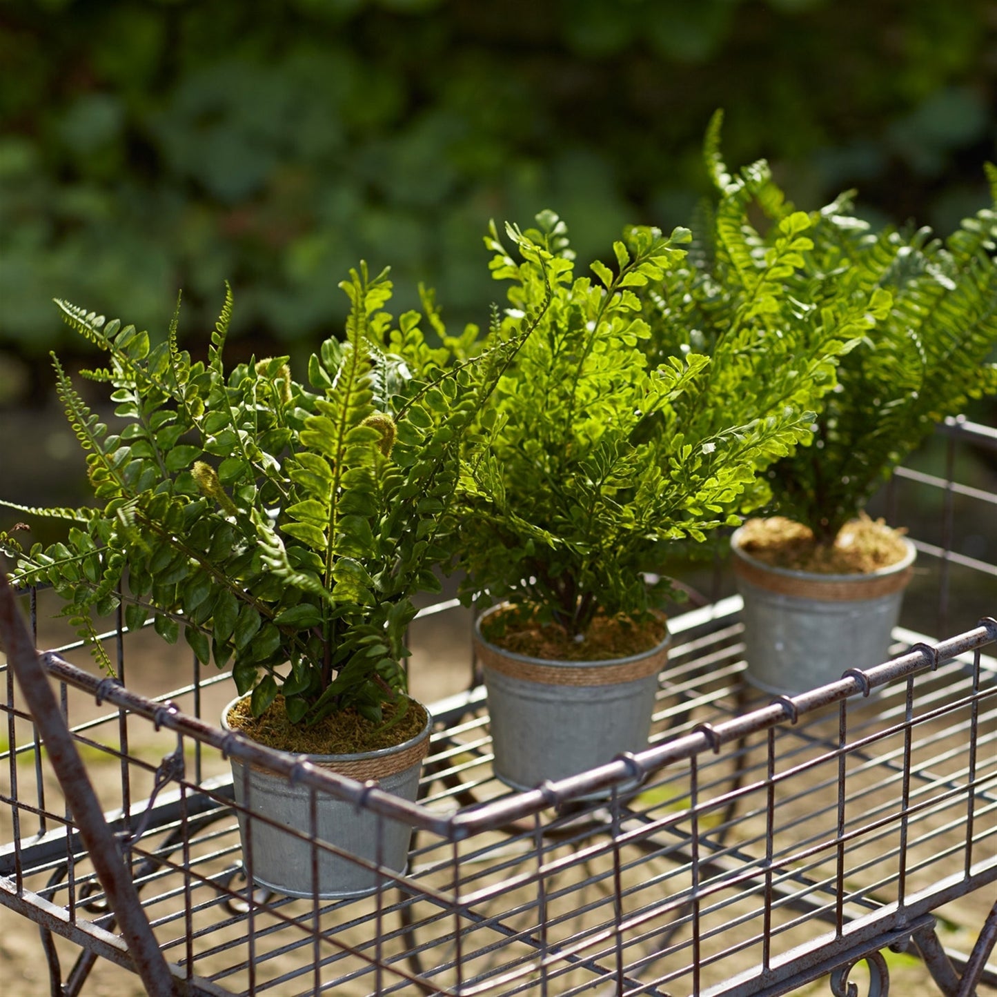 Realistic Potted Faux Ferns - Sets of 3 - High Street Cottage