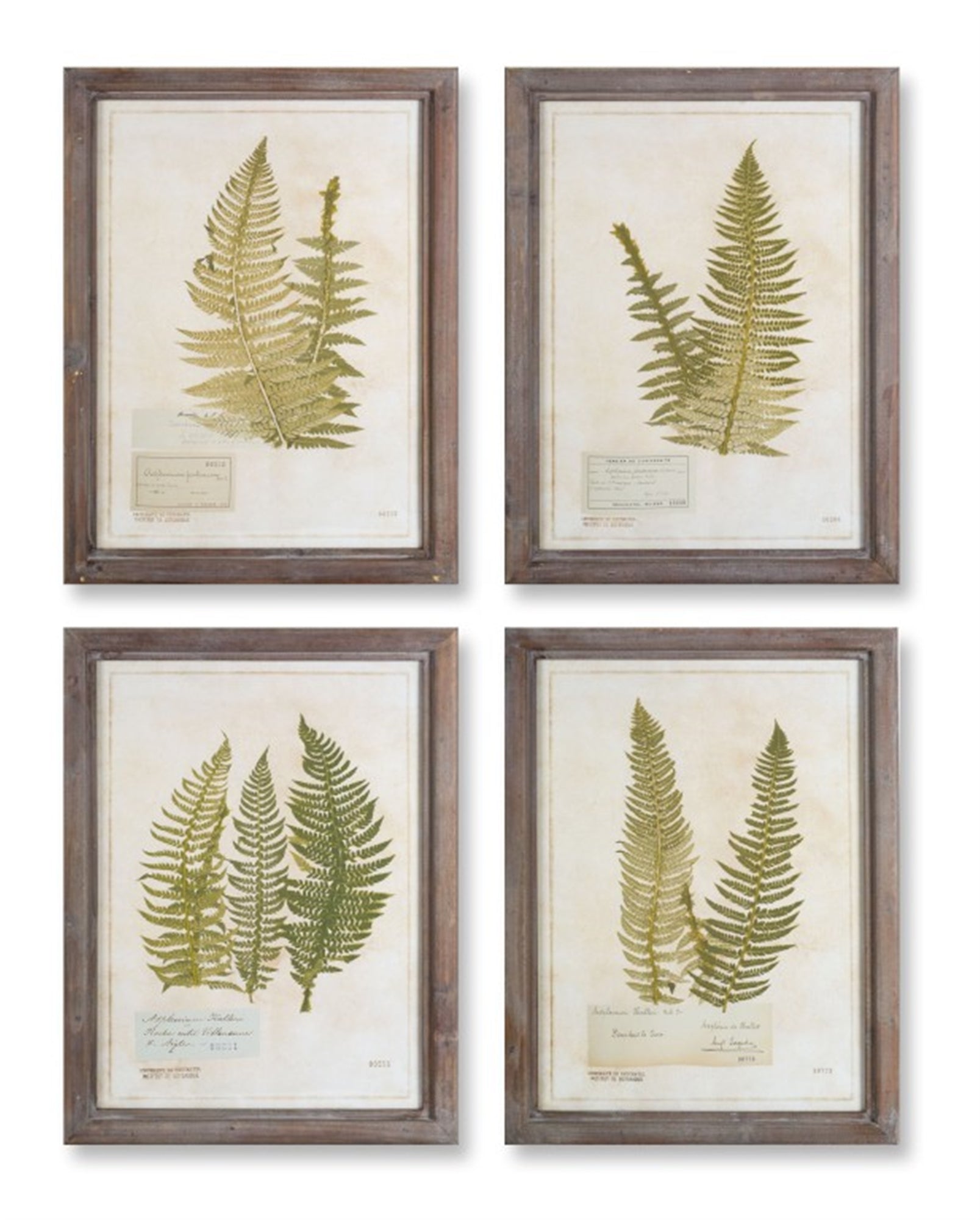 Botanical Fern Framed Prints - Set of 4 - High Street Cottage